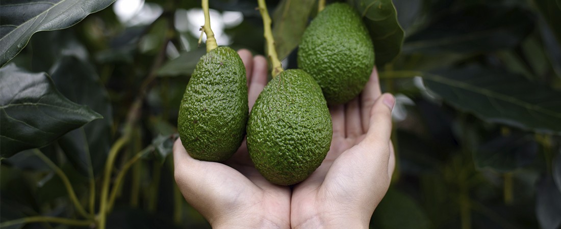Jaliscavo, la nueva planta empacadora de aguacate en Jalisco